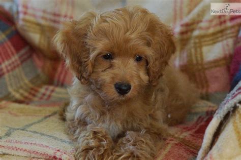 Whether you adopt online or at a petsmart store near you, you're helping change the life of a pet in need. Cockapoo puppy for sale near Philadelphia, Pennsylvania ...