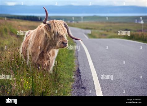 A Highland Cow Standing By The Roadside On The Isle Of Skye In Scotland