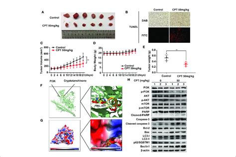 cryptotanshinone cpt inhibits the growth of huh7 cell xenografts in download scientific