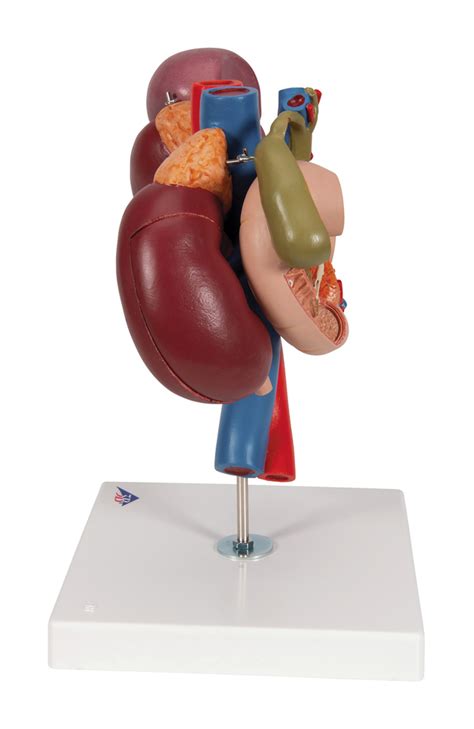 3b Scientific Kidneys With Rear Organs Of Upper Abdomen