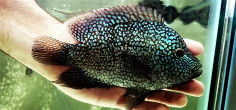 Herichthys Carpintis Blue Escondido Texas Cichlid