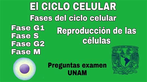 Ciclo Celular Fases Del Ciclo Celular G1 S G2 Y M Examen Unam