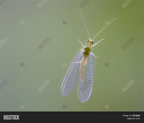 Glass Winged Insect Image And Photo Free Trial Bigstock