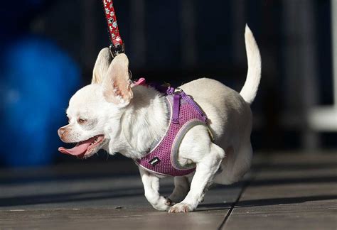 Meet Zsa Zsa The Winner Of The Worlds Ugliest Dog Contest Sbs Arabic24