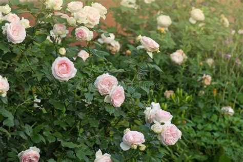 Bush Of White Roses Eden Rose White Rose Flowers Stock Photo Image