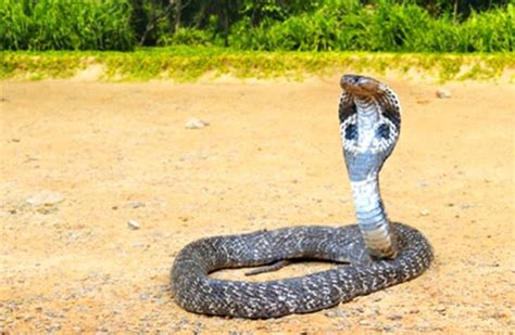 King Cobra Description Habitat Image Diet And Interesting Facts