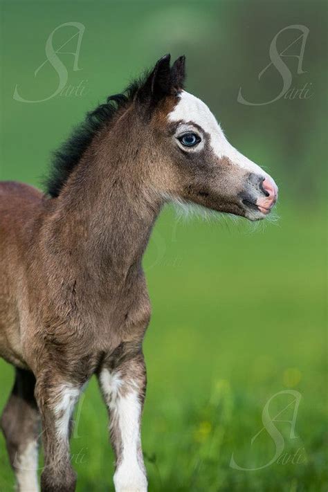 Tickled Fancy Horses Horse Photography Foals