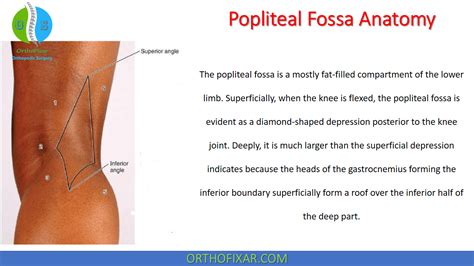 Popliteal Fossa