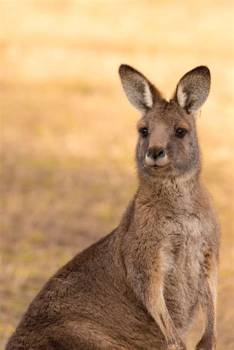 A Close Up Of A Kangaroo Sitting On The Ground