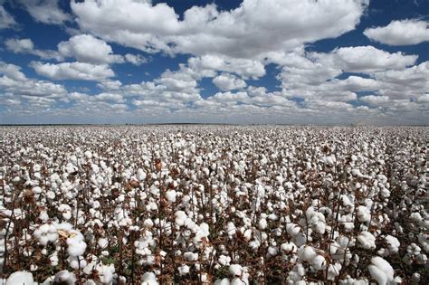 Cotton Field Wallpaper Cotton Fields Scenery Pictures