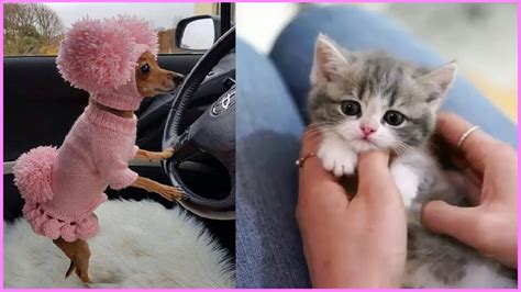Baby Animal Kitty Puppies Compilation Cutest Moments Kitten Puppies