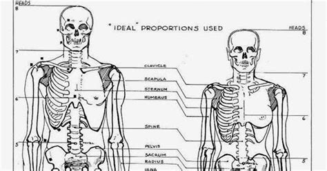 Difference Between Male And Female Skeleton Major Differences