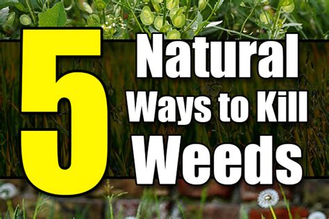 5 Ways To Kill Weeds Naturally Lawn And Garden Unlimited