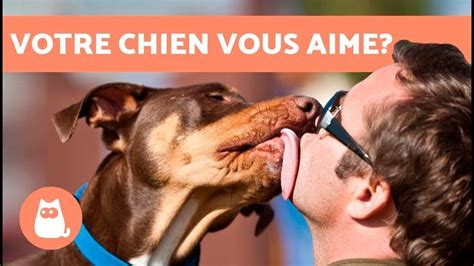 Signes Qui Montrent Que Votre Chien Vous Aime Chien Education Canine Eduquer Son Chien
