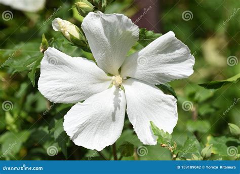 Rose Of Sharon White Flowers Stock Photo Image Of Korea Flora 159189042