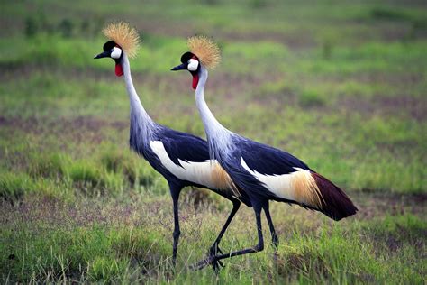 Birds Of East Africa Adumu Safaris