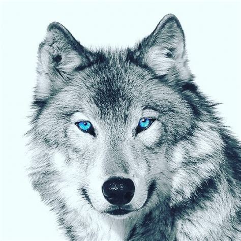 Silver Wolf Youtube