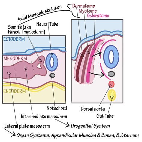 Embryology Glossary Somite Differentiation Draw It To Know It