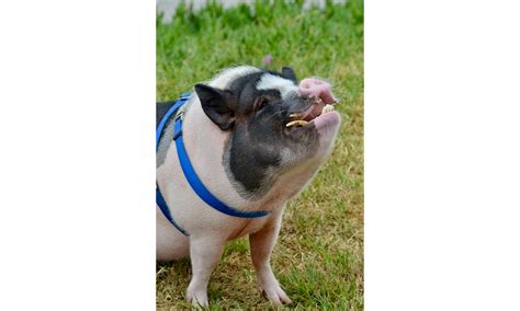 Meet Piggie Smalls Manhattan Beachs Favorite Pig Digmb