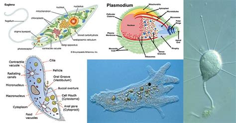 Phylum Protozoa Overall Science