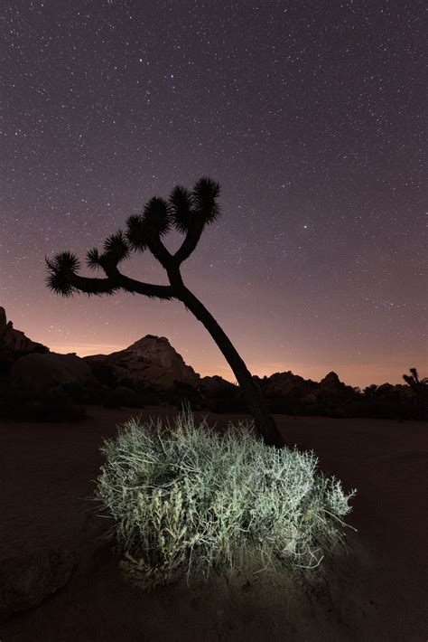 Joshua Tree National Park Night Photography Workshop 2020