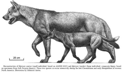 Borophaginae Before Us Ref Extinct Wolves Dire Wolf Prehistoric