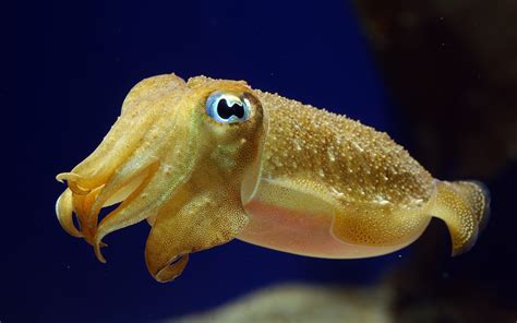 Yellow Cuttlefish Underwater Animals Desktop Wallpaper Hd