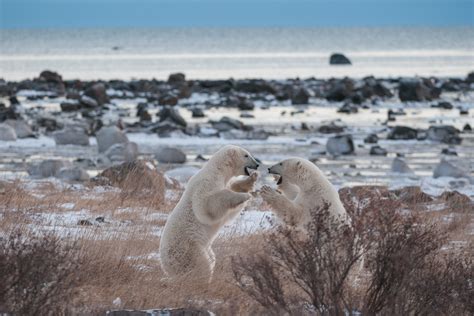 Polar Bear Excitement Sean Crane Photography