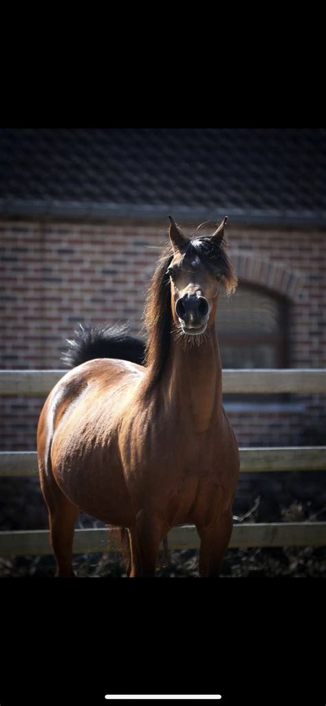A Brown Horse Standing On Top Of A Dirt Field Next To A Brick Wall And