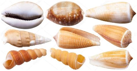 Set Of Mollusc Shells Of Sea Cowry And Cone Snails Stock Photo By