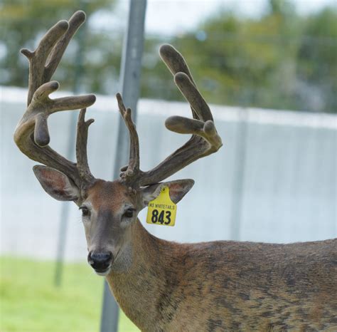 P 18 M3 Yellow 843 Deer Breeder In Texas Whitetail Deer For Sale