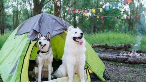 How To Take A Dog Tent Camping