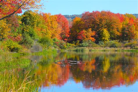 Free Images Tree Nature Meadow Leaf Flower Lake Pond Orange