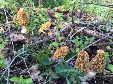 Where To Find Morel Mushrooms In Missouri All Mushroom Info