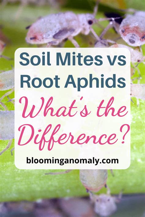 Soil Mites Vs Root Aphids Whats The Difference Blooming Anomaly