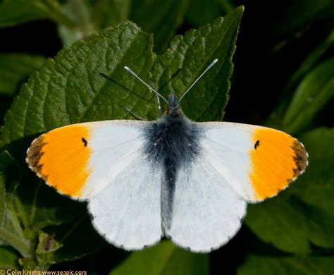Postcards From Sussex Orange Tip Afternoon