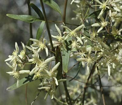 Check spelling or type a new query. Factsheet - Clematis microphylla