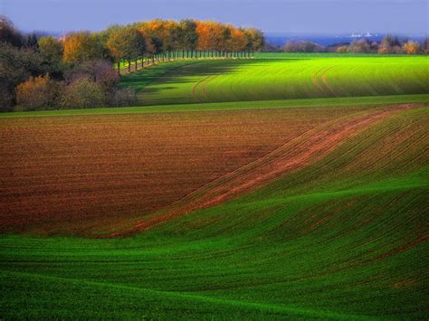trees, Autumn, Field Wallpapers HD / Desktop and Mobile ...