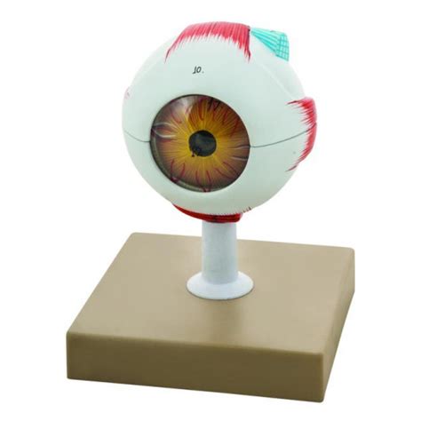 Human Eye Model Parts Times Enlarged Hand Painted Eisco