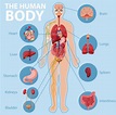 Anatomy of the human body information infographic | Art Sphere Inc.