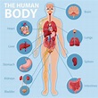 Anatomy of the human body information infographic | Art Sphere Inc.