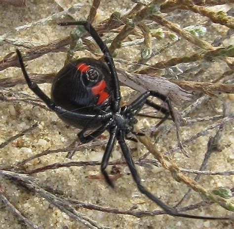 Southern Black Widow Latrodectus Mactans Bugguidenet