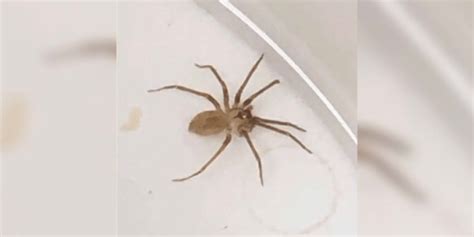 Venomous Brown Recluse Spider Found Living In Womans Ear Did That