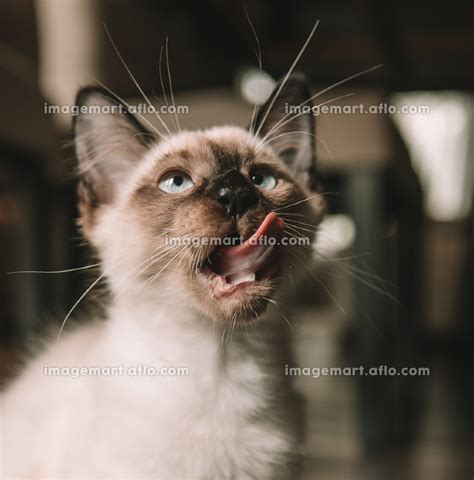 Siamese Kitten Licking Their Lipsの写真素材 178539744 イメージマート