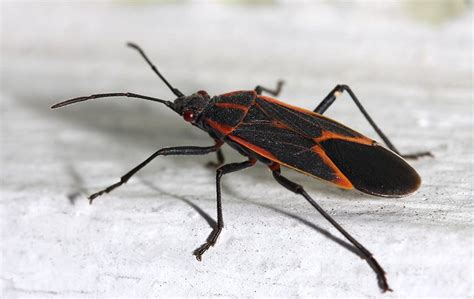 Boxelder Bug Identification Chicago Il Metro Aerex Pest Control
