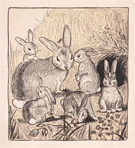 Rabbit Bunny Illustrations From Public Domain Childrens Book Free