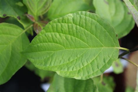 Alternate Leaf Dogwood Leaf — Ontario Native Plant Nursery Container