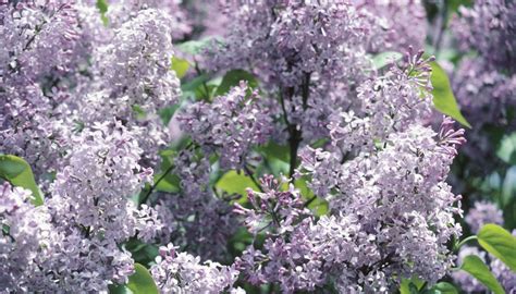 How To Propagate A Japanese Lilac Tree Garden Guides