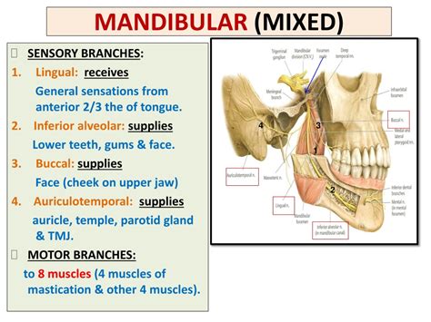 Learn about the tongue's anatomy—including interlacing muscles, nerves, and blood supply—and how this contributes to its movements and to functions such as eating, taste, swallowing, speech, and even breathing. PPT - NERVE SUPPLY OF FACE 5 TH & 7 TH CRANIAL NERVES ...