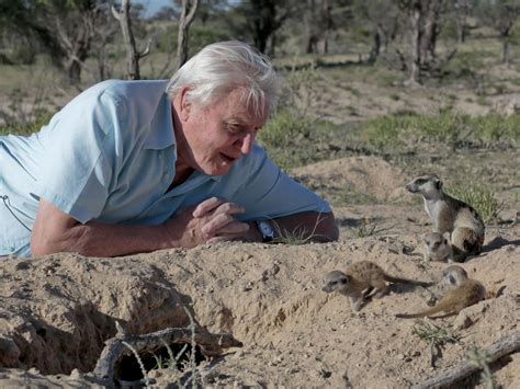 Planet Earth 2 David Attenborough To Make New Wildlife Series For The